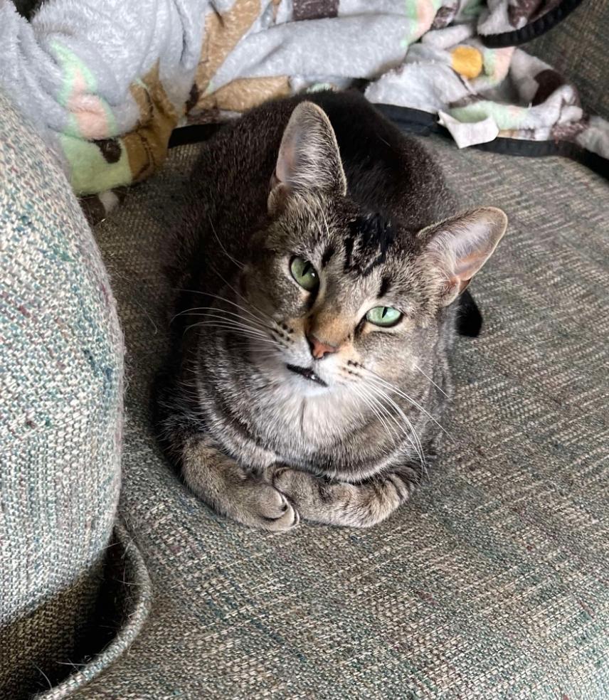 Enlarge Fae, a Adoptable Domestic Short Hair in Grand Rapids, MI image 1/5