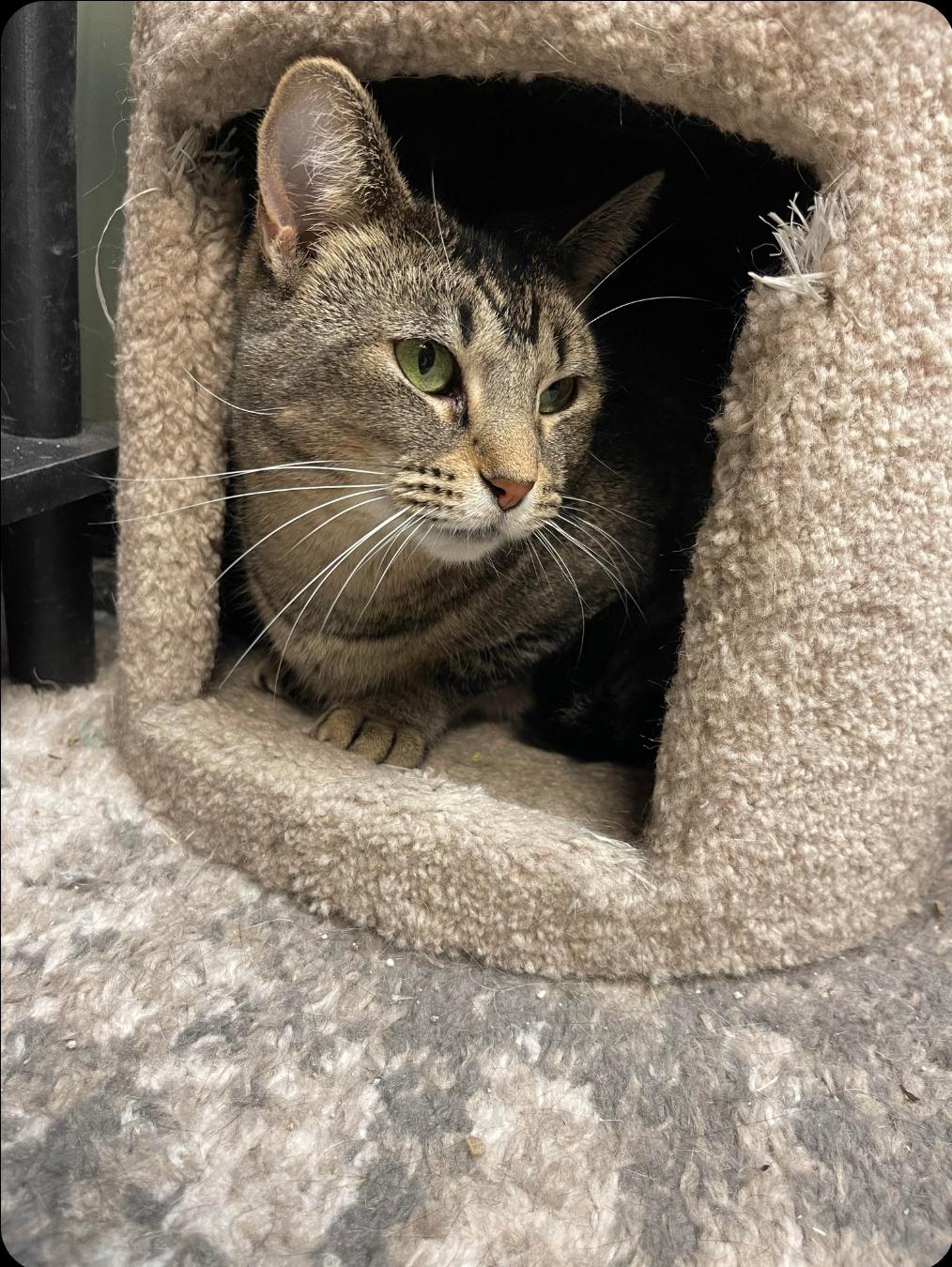 Enlarge Fae, a Adoptable Domestic Short Hair in Grand Rapids, MI image 4/5