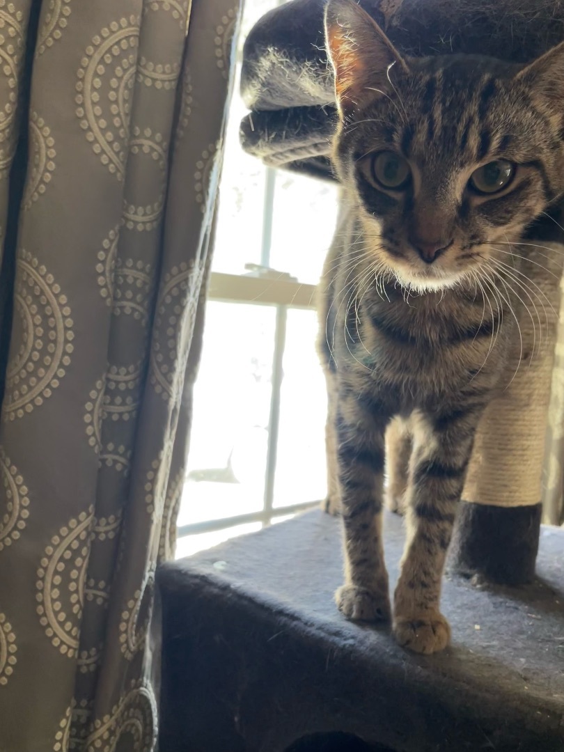 Kevin , a Adoptable Domestic Short Hair image 1/2