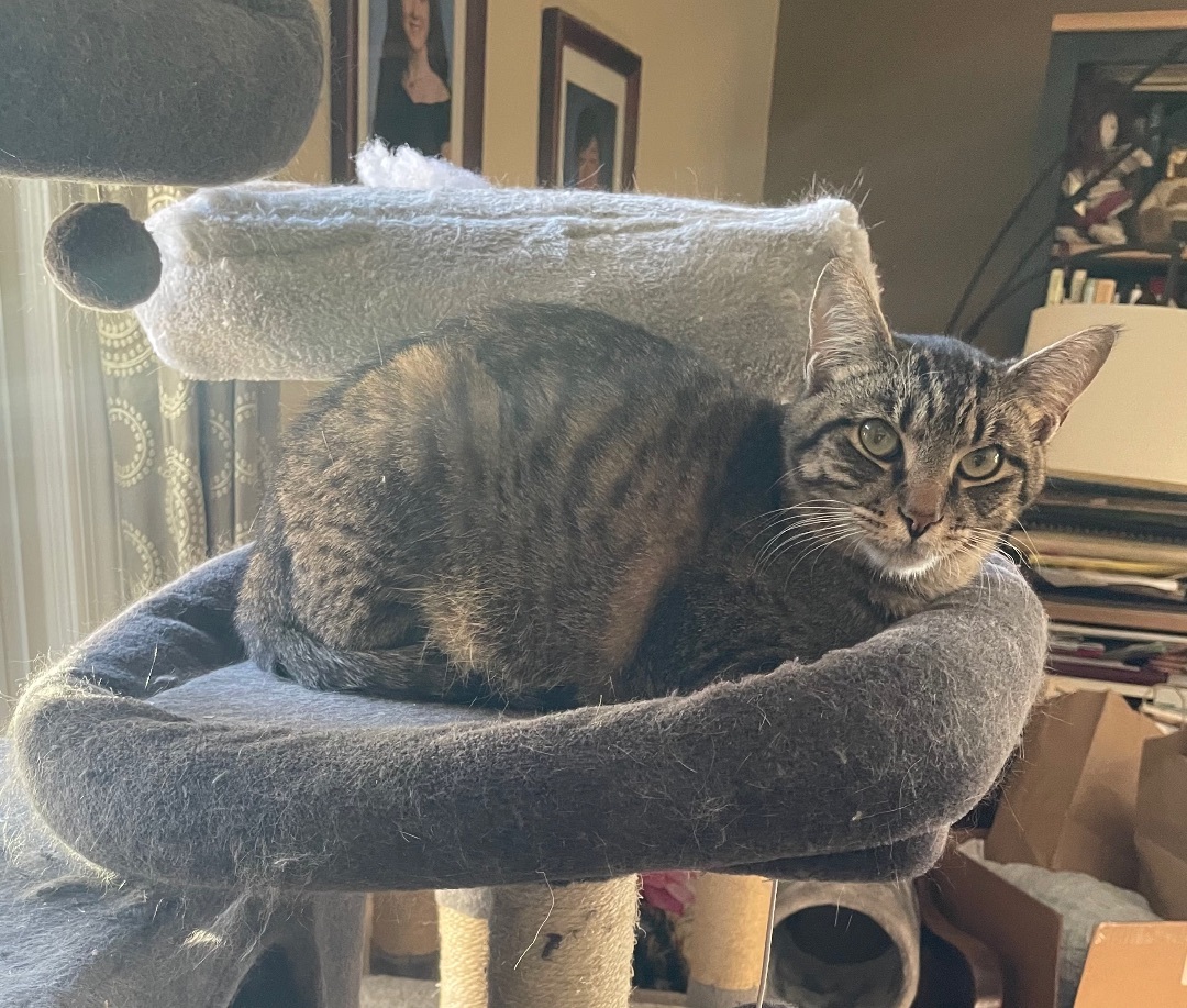 Kevin , a Adoptable Domestic Short Hair image 2/2