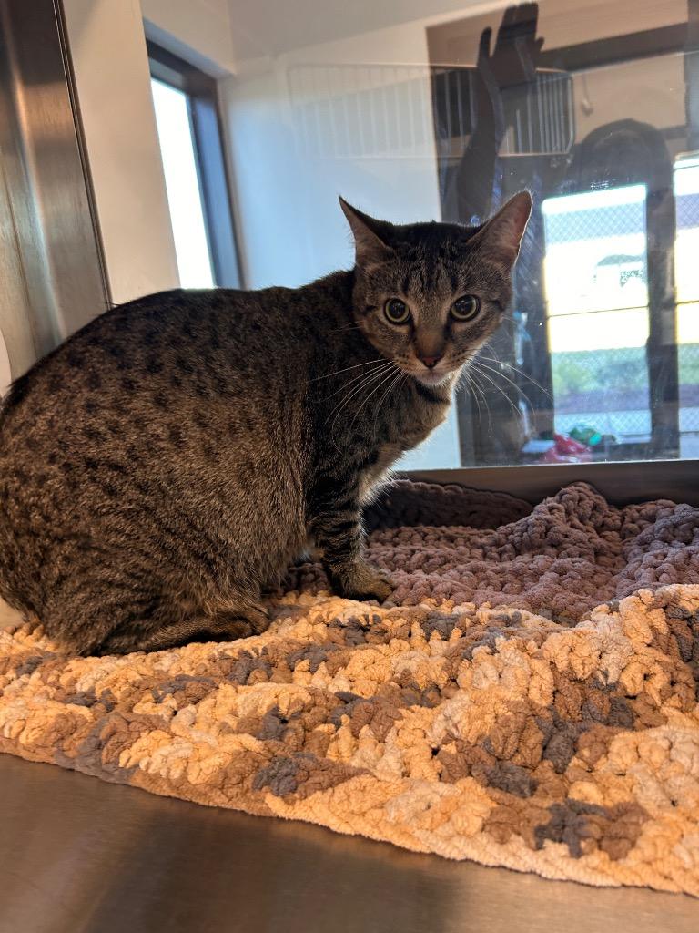 Lu Lu, Adoptable, Young Female Domestic Short Hair.