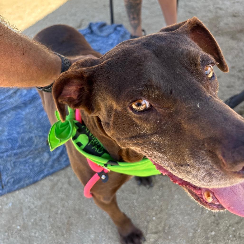 Enlarge Flora, a Adoptable Labrador Retriever in San Diego, CA image 1/6