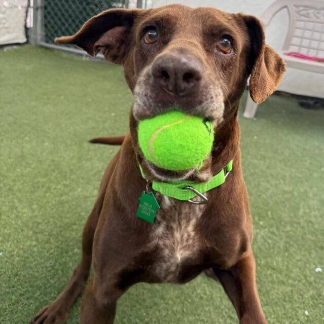 Enlarge Flora, a Adoptable Labrador Retriever in San Diego, CA image 2/6