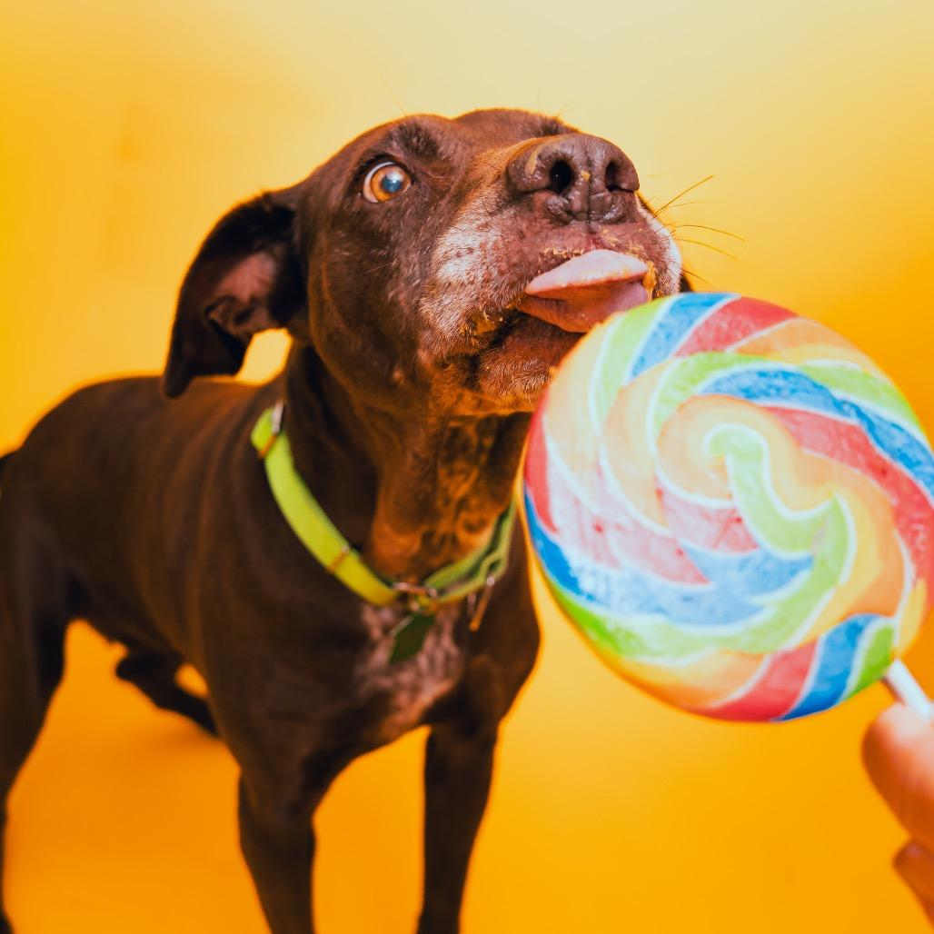 Enlarge Flora, a Adoptable Labrador Retriever in San Diego, CA image 3/6