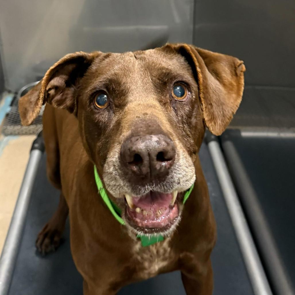 Enlarge Flora, a Adoptable Labrador Retriever in San Diego, CA image 4/6