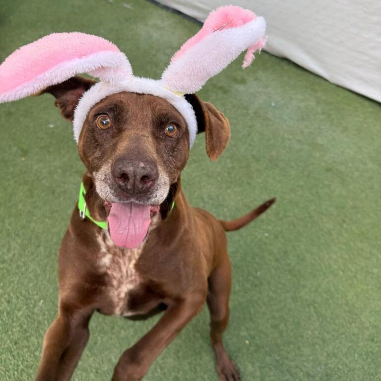 Enlarge Flora, a Adoptable Labrador Retriever in San Diego, CA image 5/6