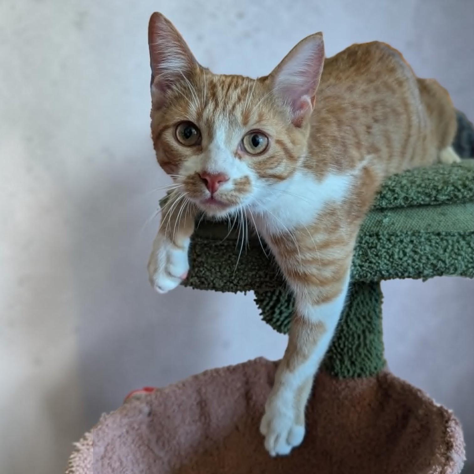Enlarge Pico De Gallo, a Adopted mixed breed in Whitefish Bay, WI image 2/6