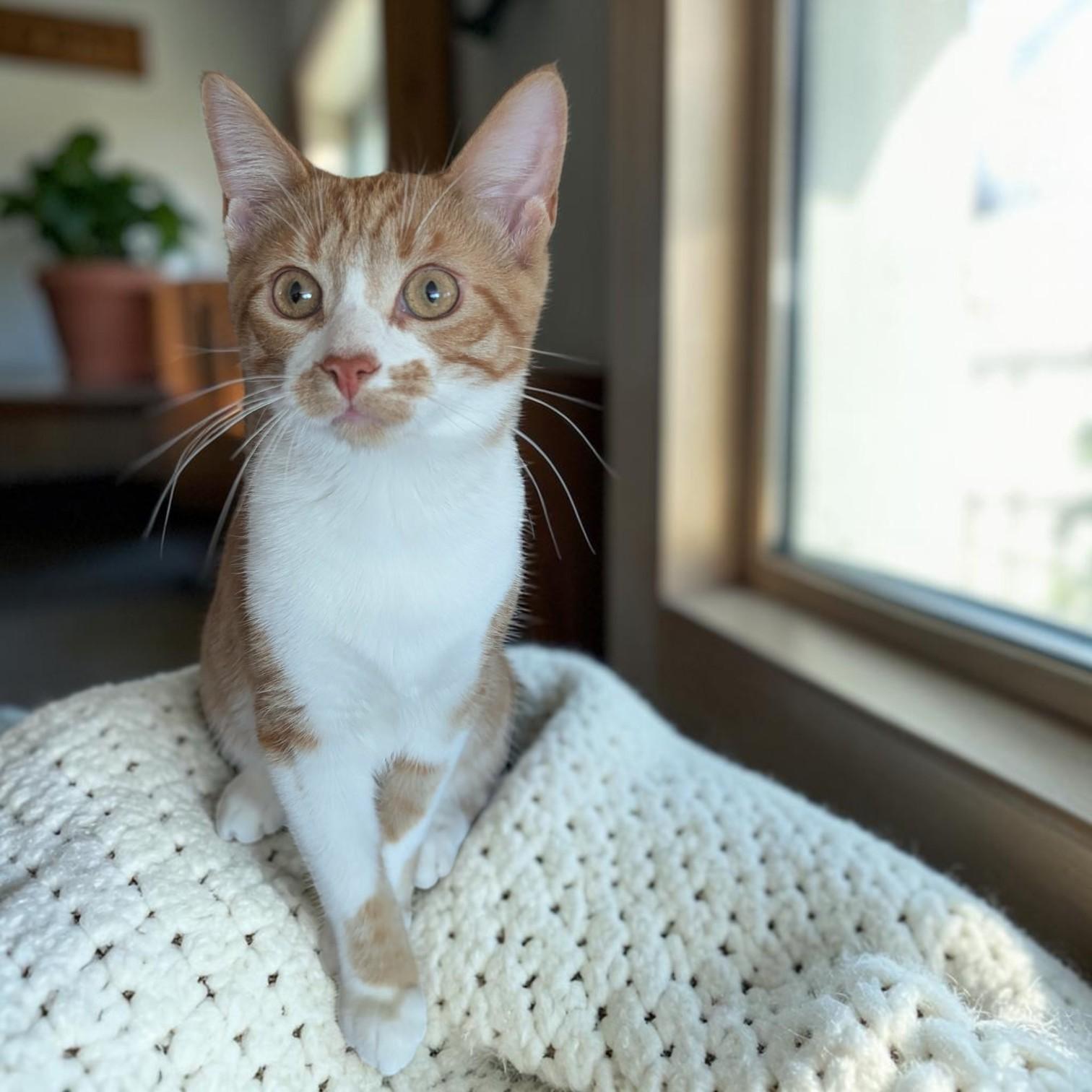 Enlarge Pico De Gallo, a Adopted mixed breed in Whitefish Bay, WI image 3/6