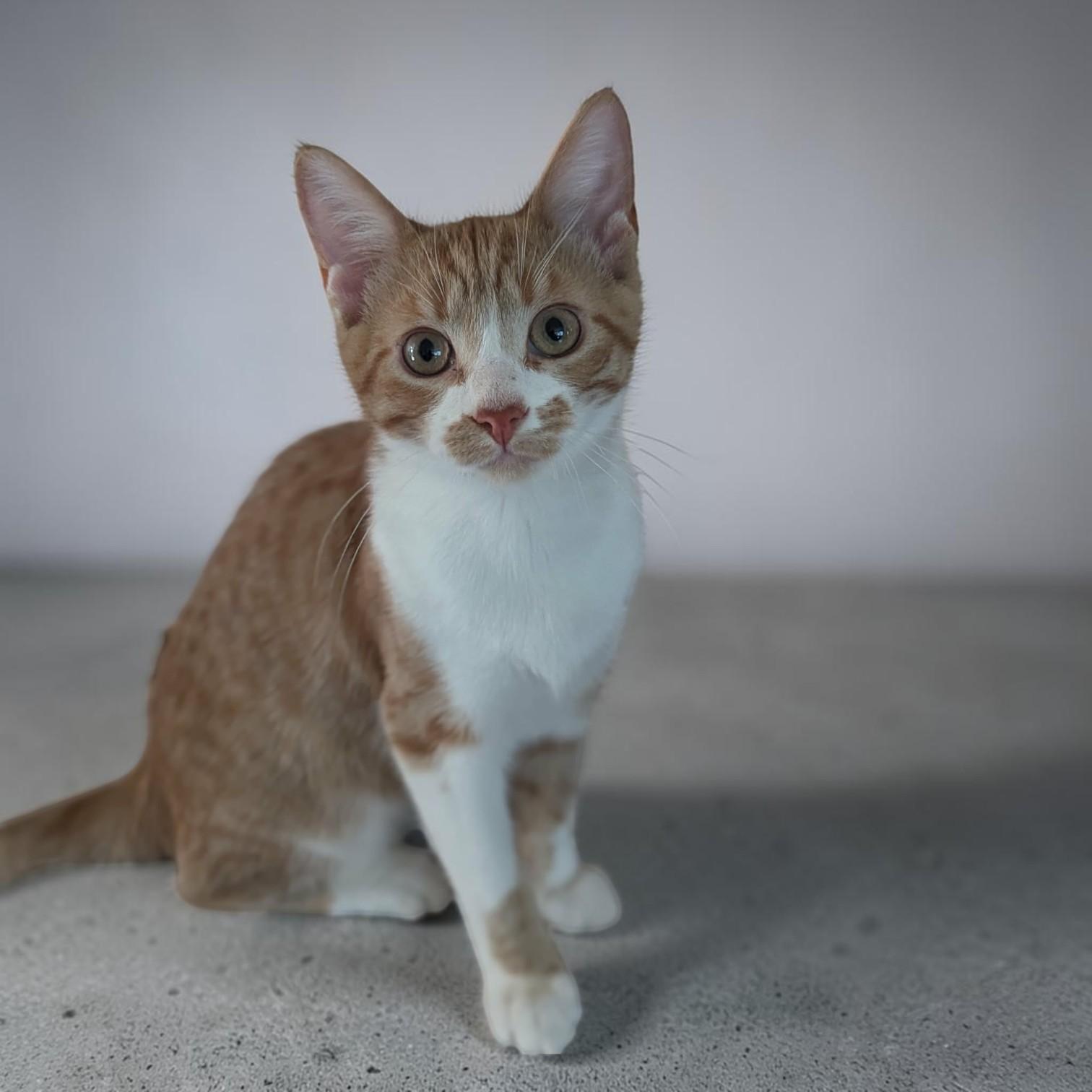 Pico De Gallo, Adopted, Kitten Male Domestic Short Hair.