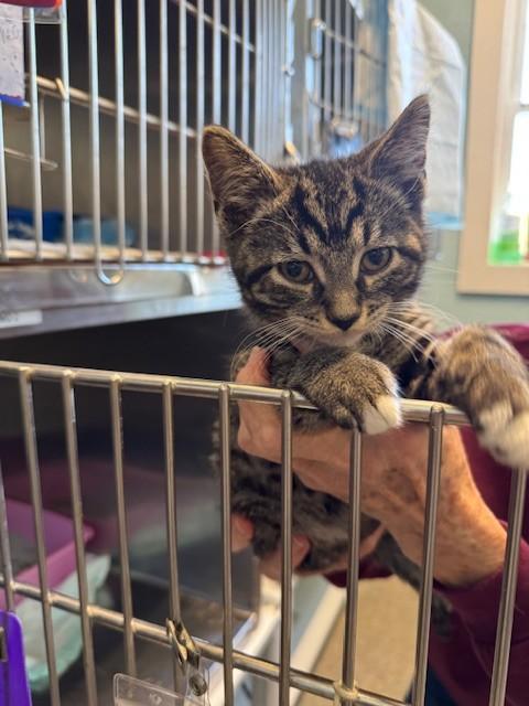 Enlarge Scrambles, an adopted Domestic Short Hair in Warren, OH image 1/2