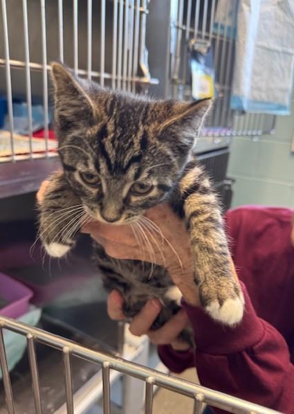 Enlarge Scrambles, an adopted Domestic Short Hair in Warren, OH image 2/2