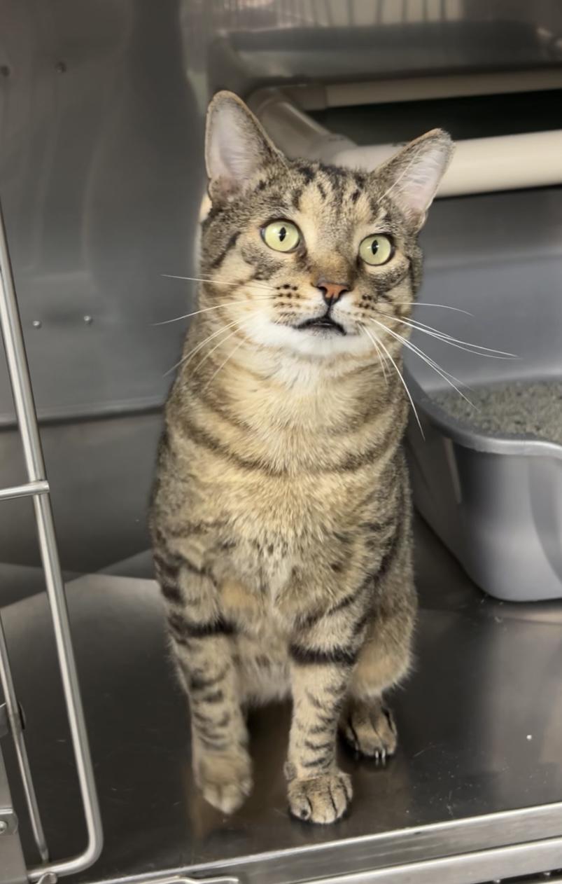 Enlarge Aphid, a Adoptable Domestic Short Hair in Montville, NJ image 2/5