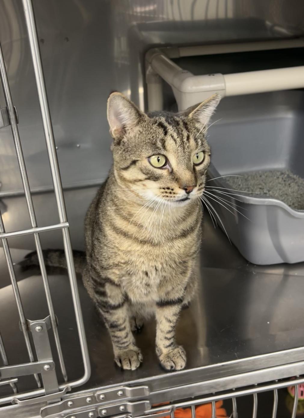 Enlarge Aphid, a Adoptable Domestic Short Hair in Montville, NJ image 3/5