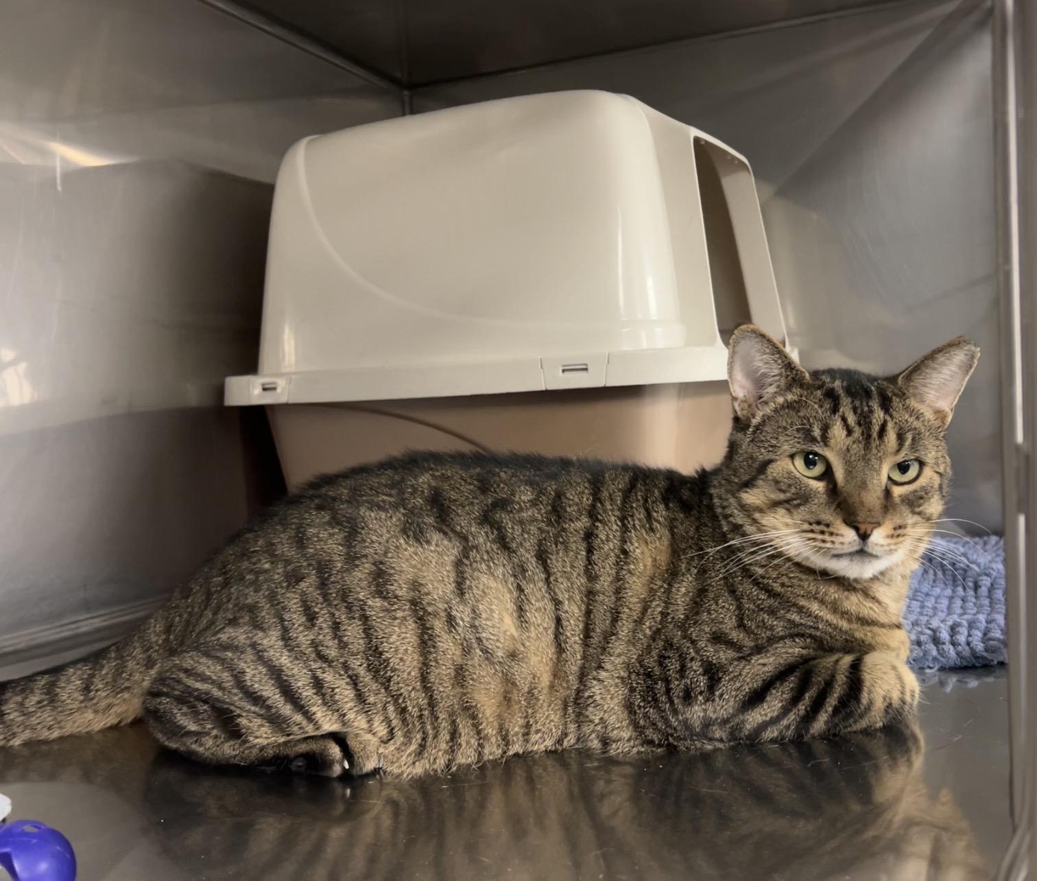 Aphid, Adoptable, Adult Male Domestic Short Hair.