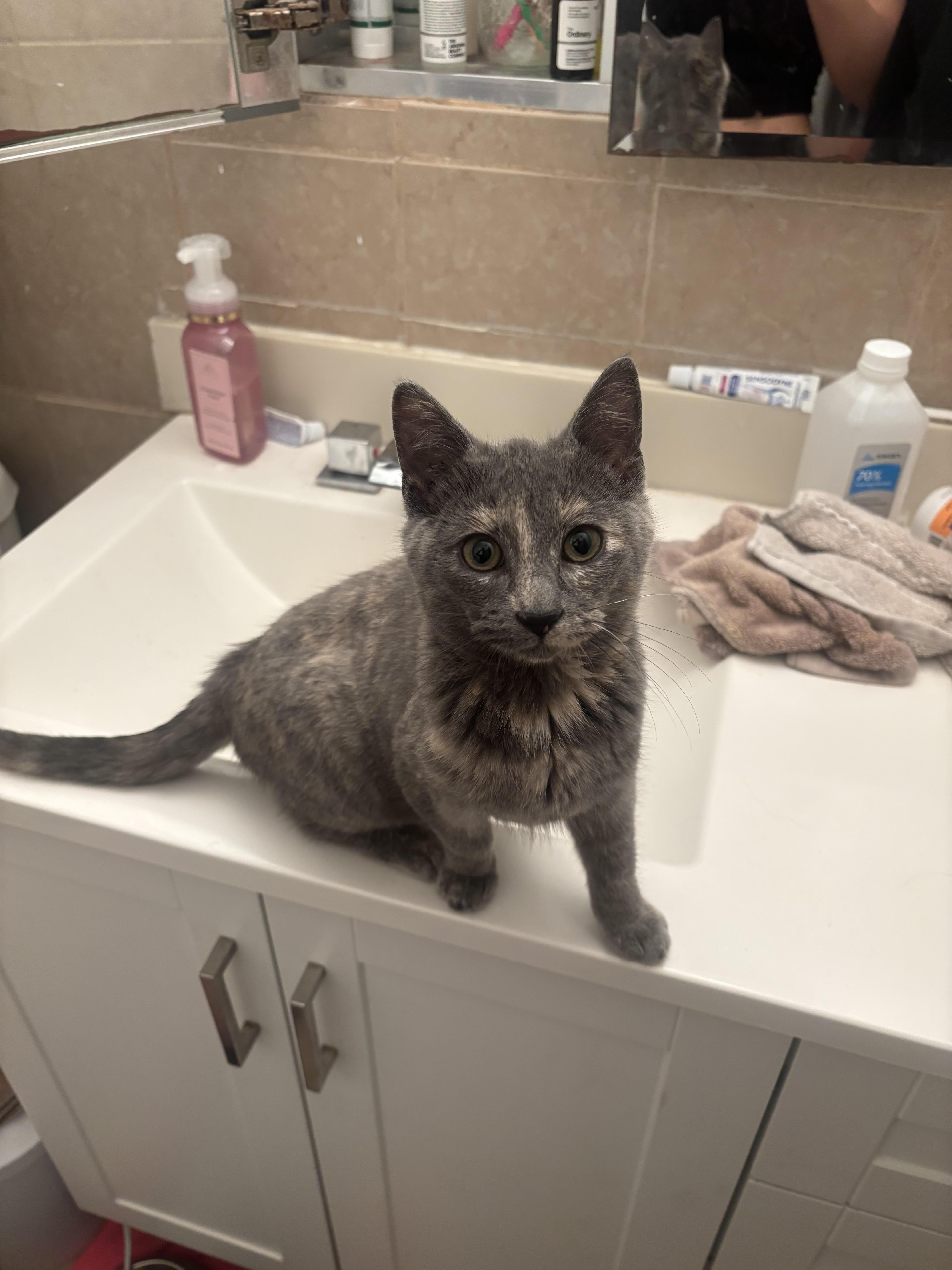 Darling, ADOPTABLE, Young Female Domestic Short Hair.