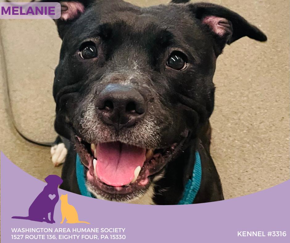 Melanie, Adoptable, Adult Female Black Labrador Retriever.