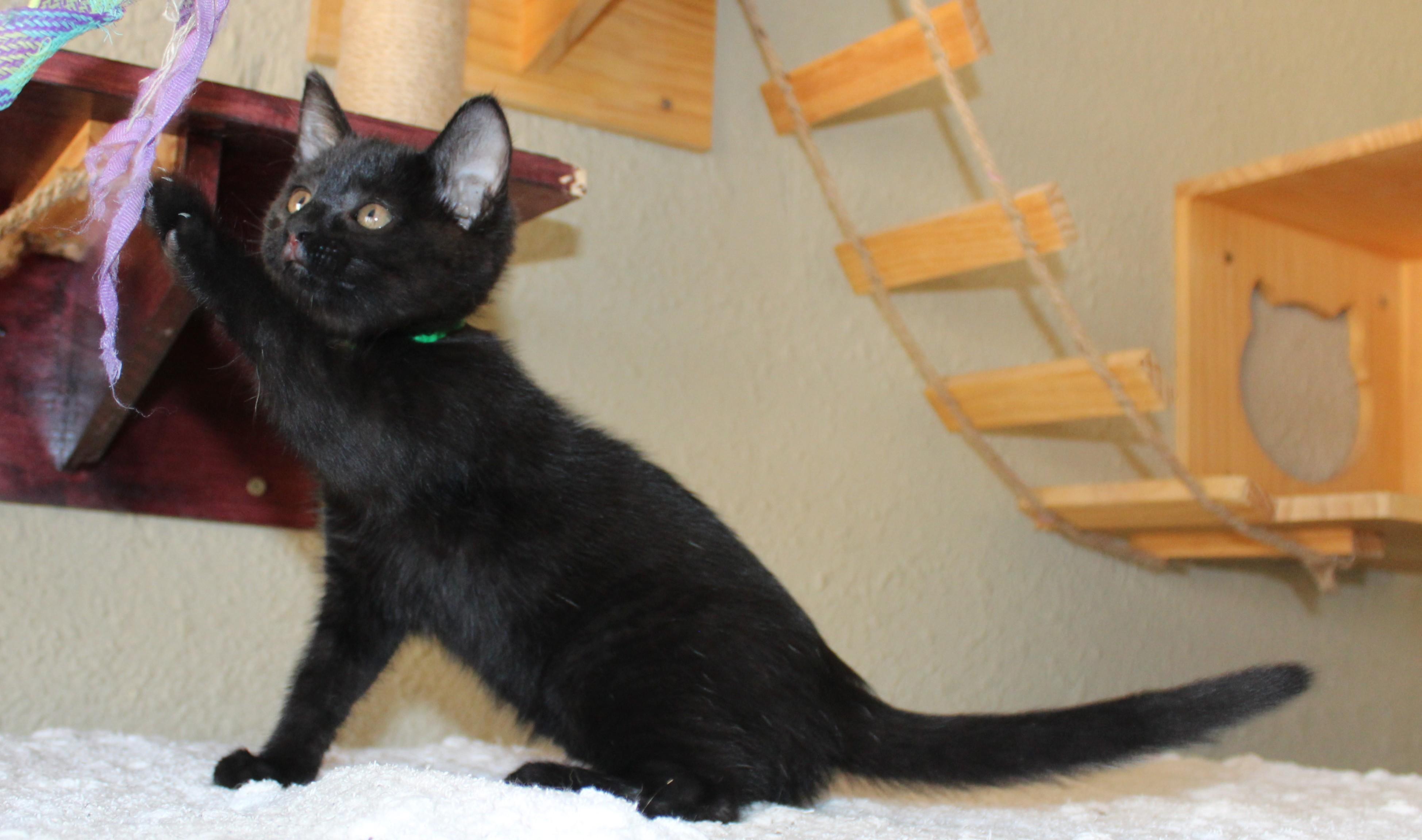 Shilo, Adoptable, Kitten Male Domestic Short Hair.
