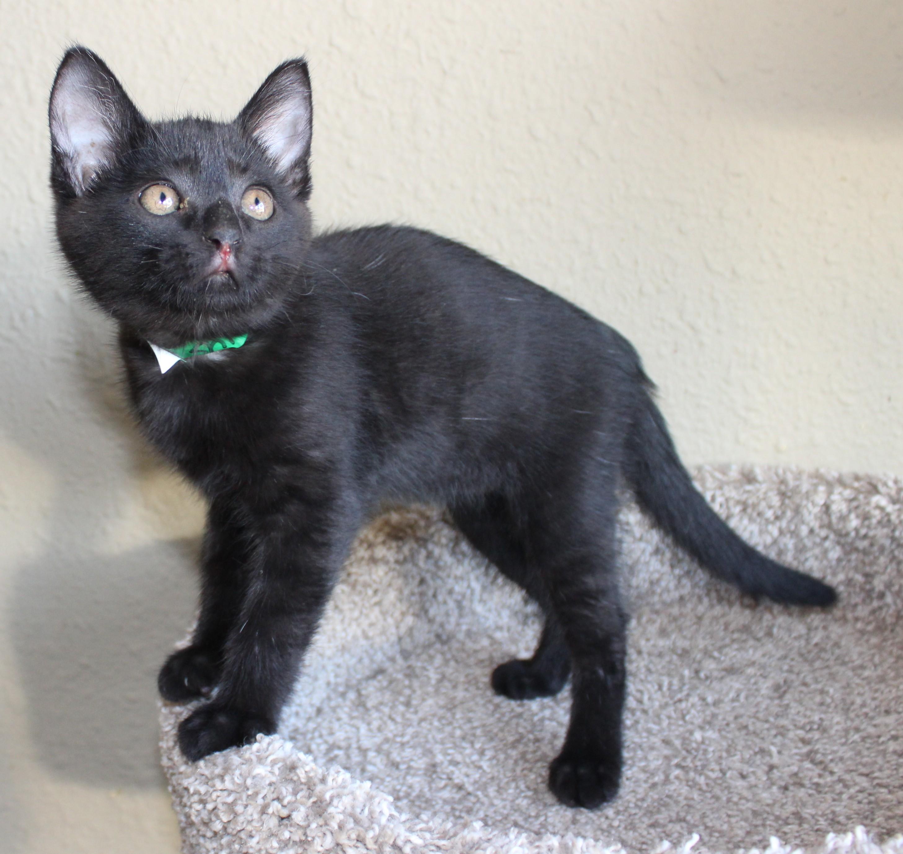 Enlarge Shilo, a Adoptable mixed breed in Huron, SD image 2/4