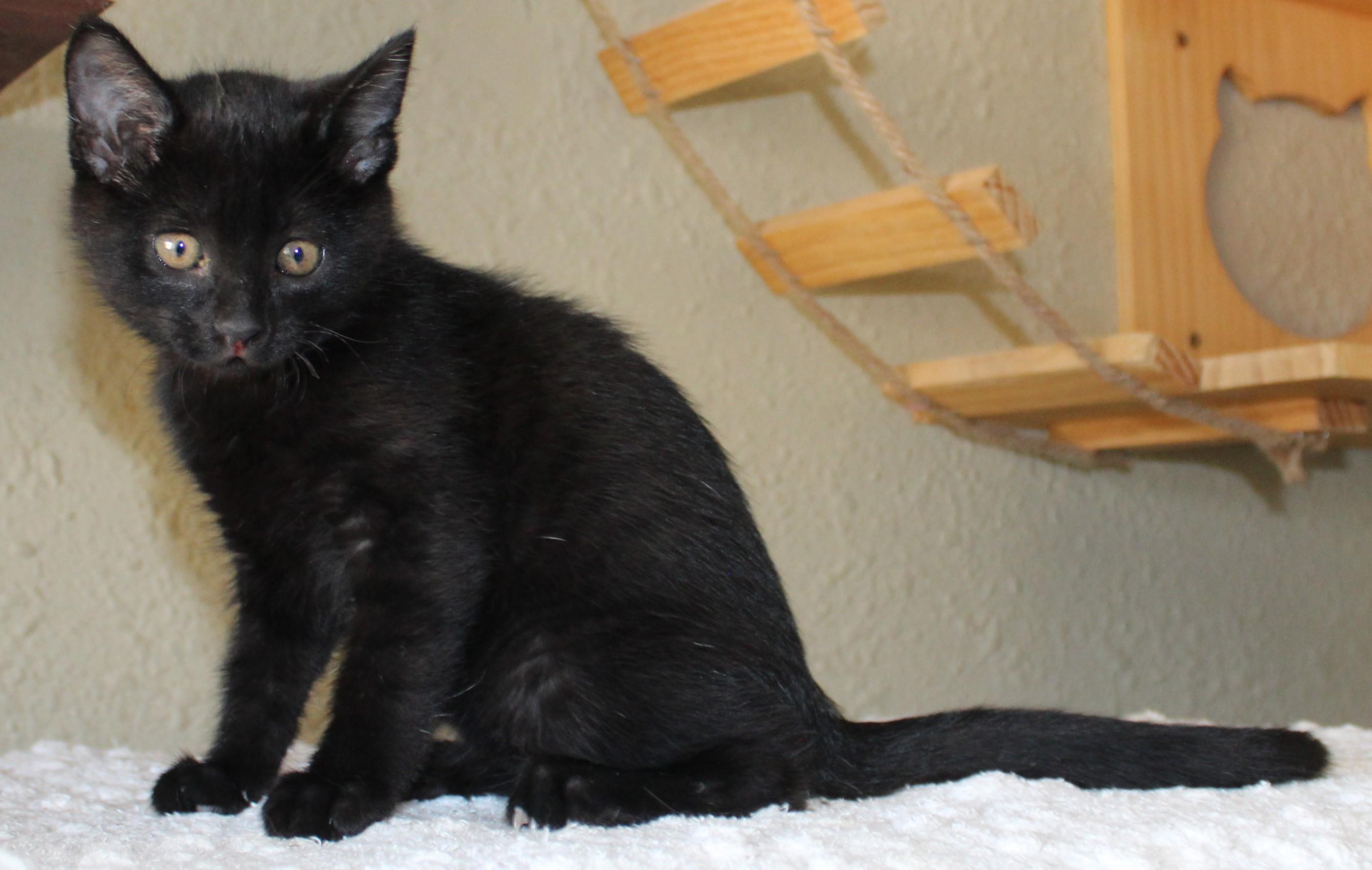 Enlarge Shilo, a Adoptable mixed breed in Huron, SD image 4/4