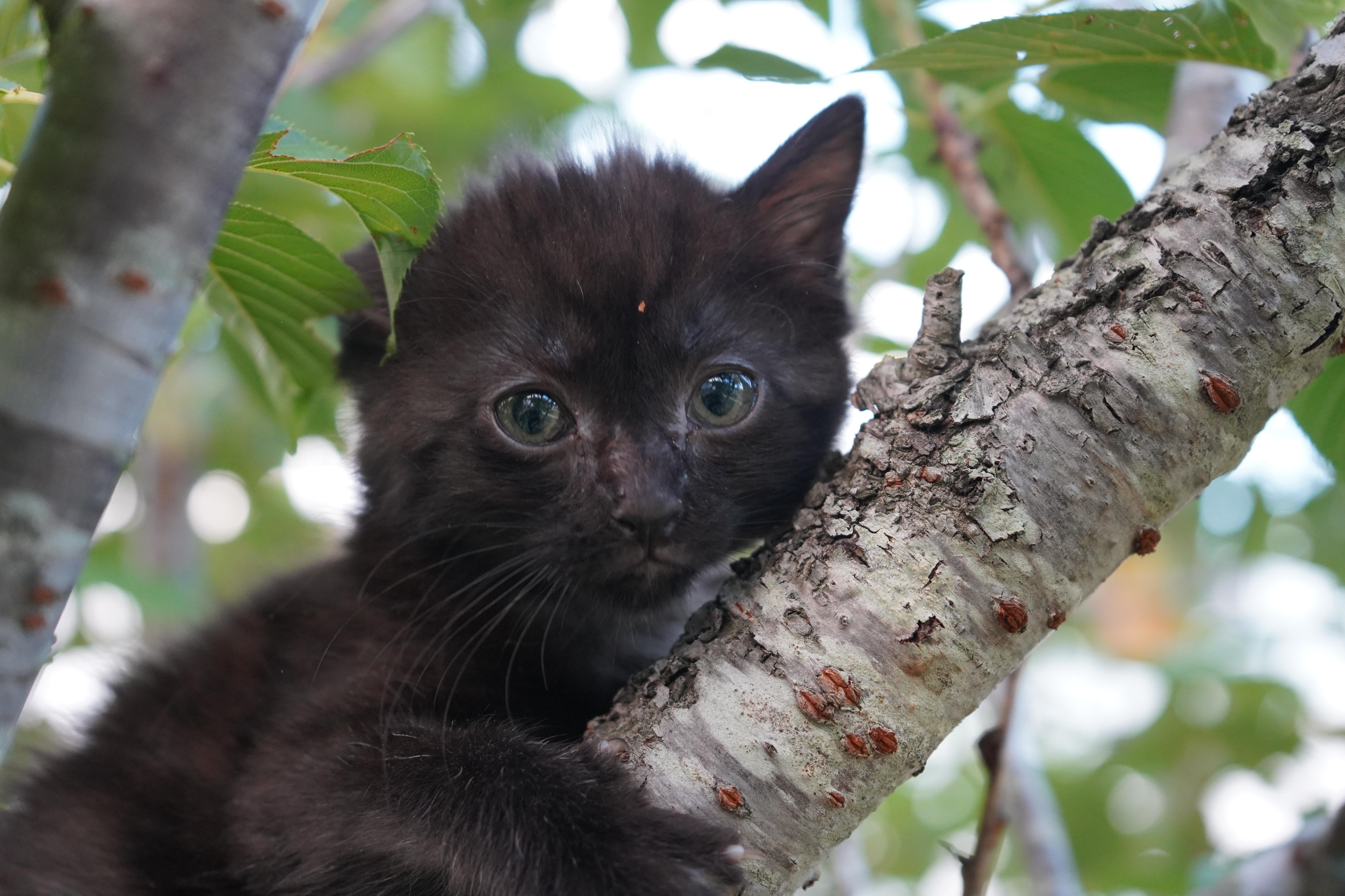 Nesta, a ADOPTABLE Domestic Short Hair in Suffolk, VA image 3/3