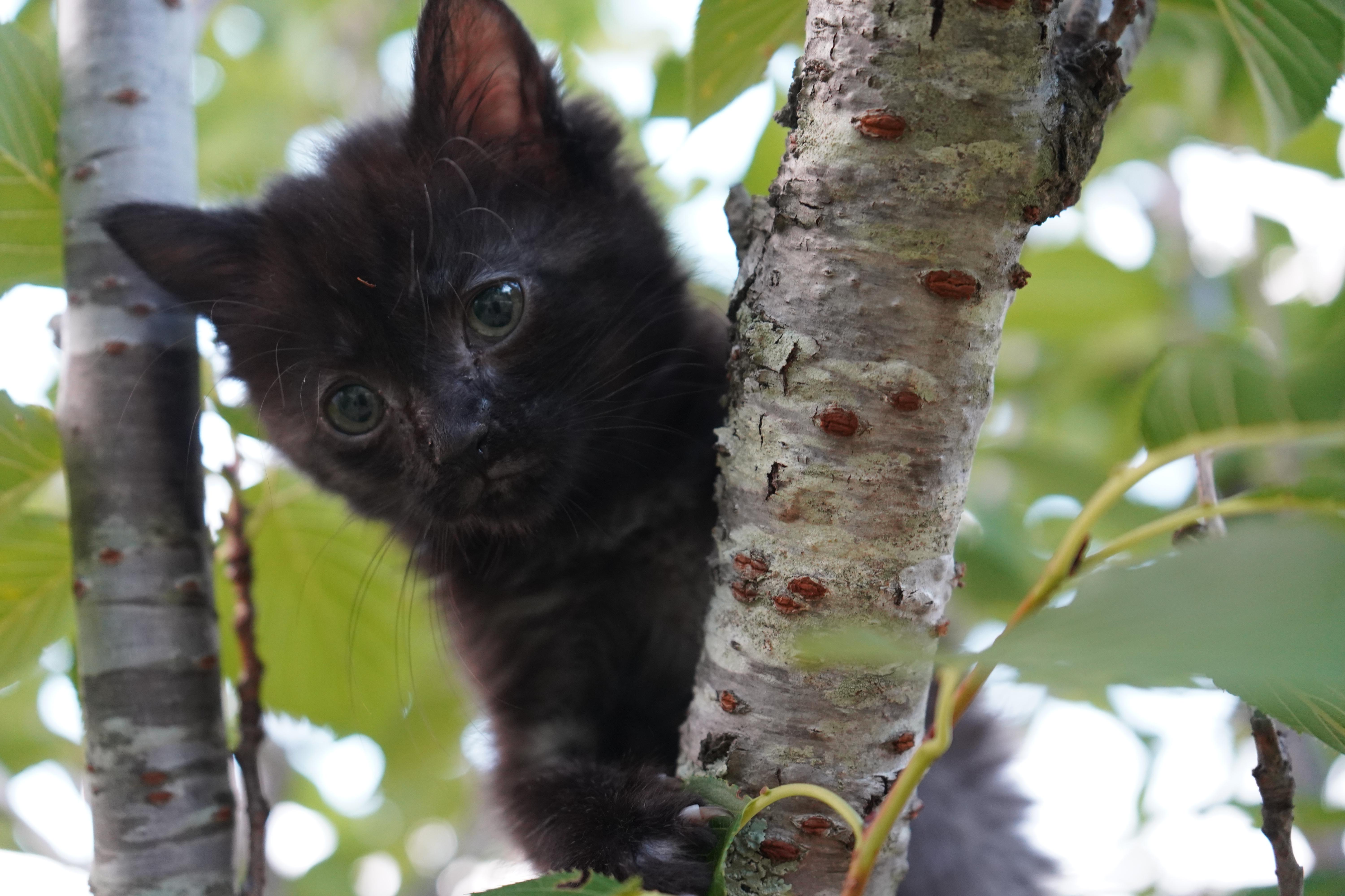 Nesta, a ADOPTABLE Domestic Short Hair in Suffolk, VA image 1/3