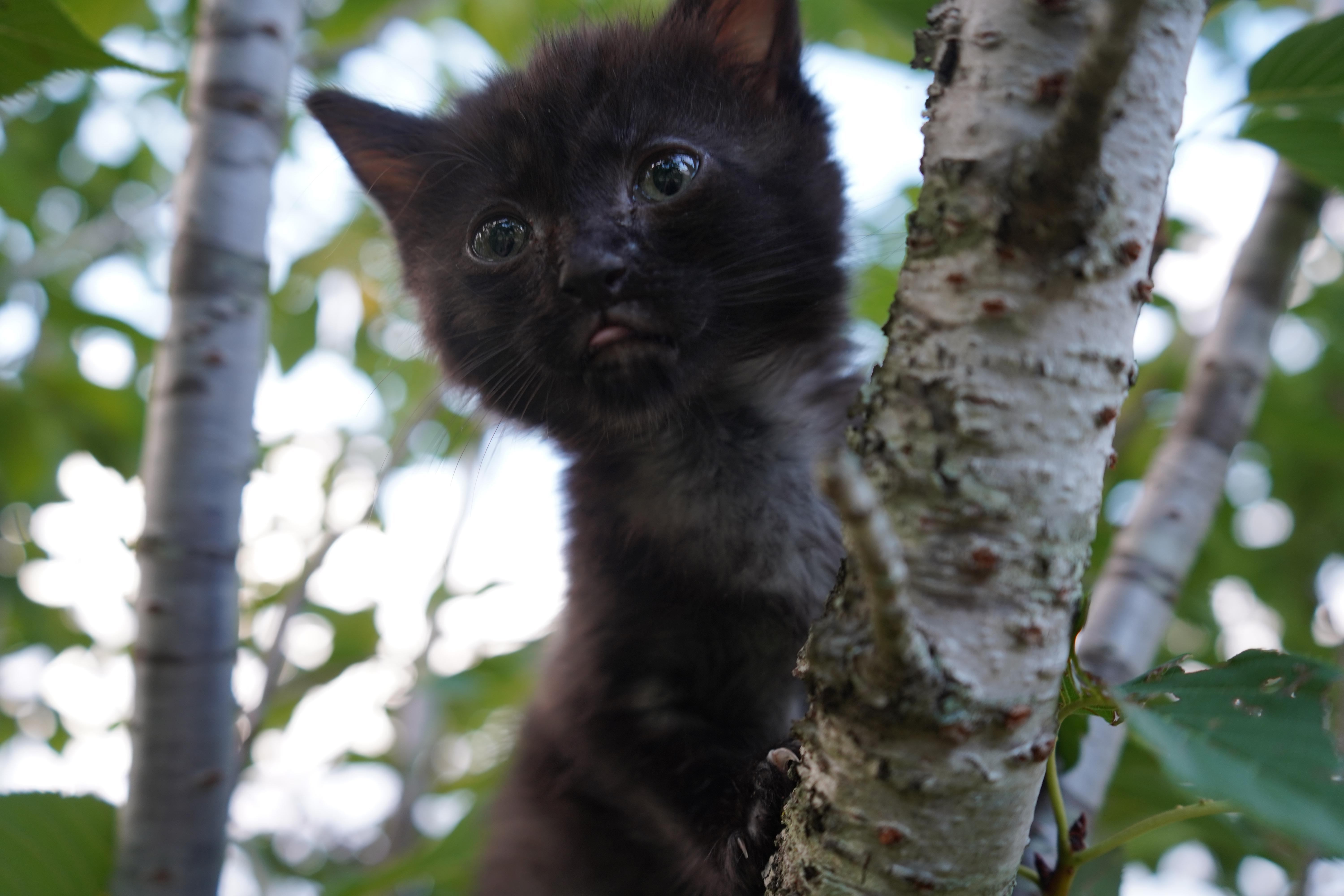 Nesta, a ADOPTABLE Domestic Short Hair in Suffolk, VA image 2/3