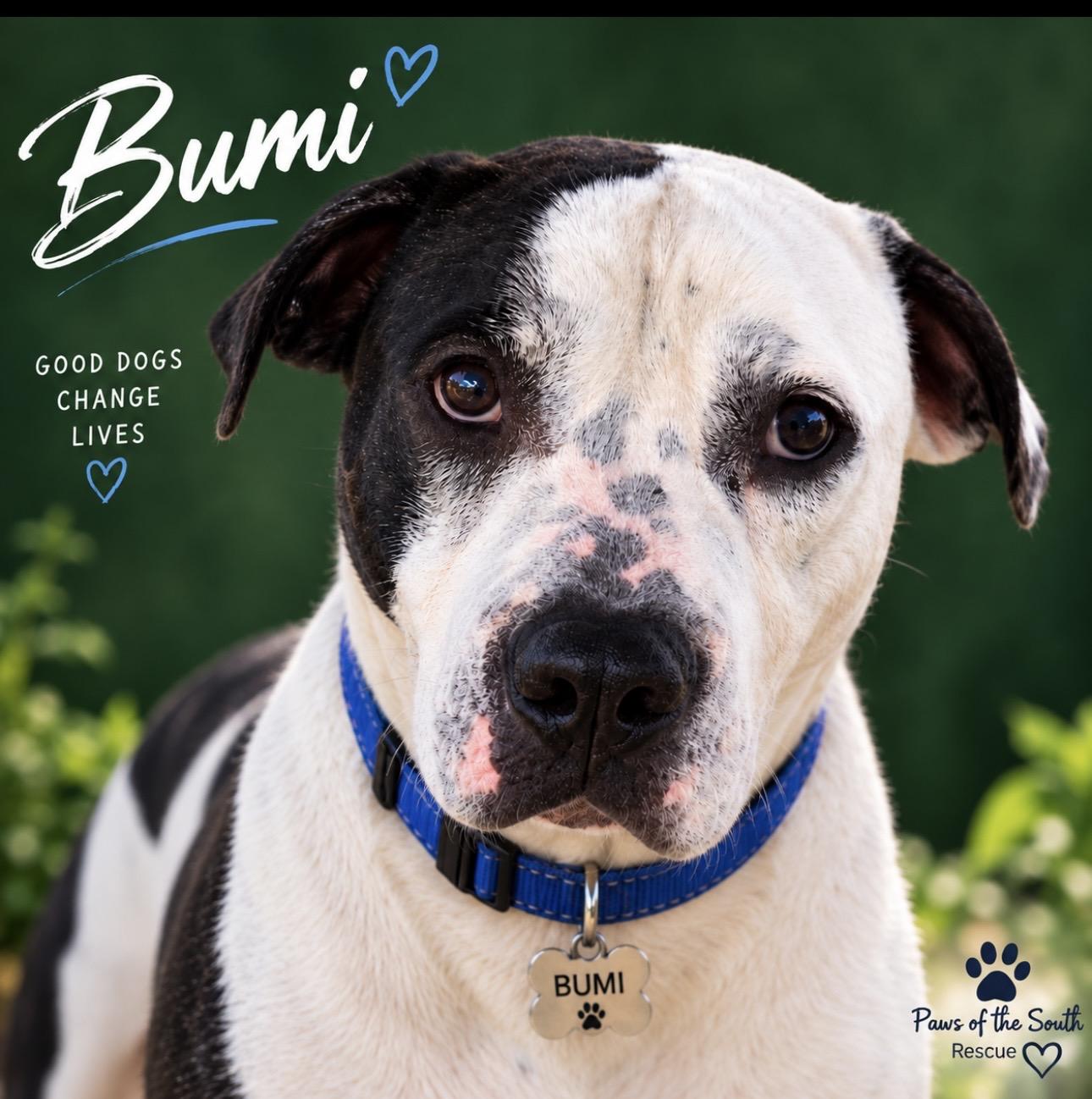 Enlarge Bumi, a Adoptable American Staffordshire Terrier in CUMMING, GA image 1/6