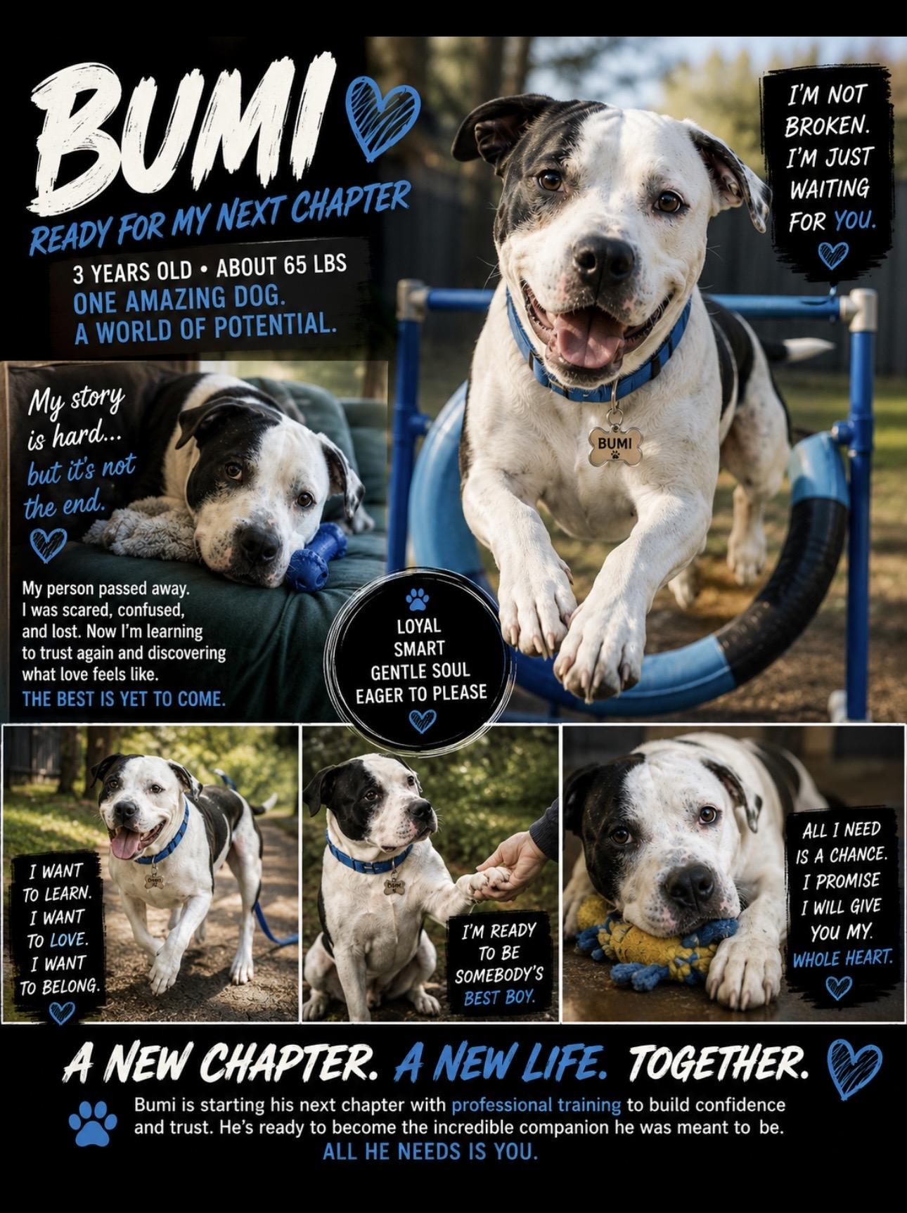 Enlarge Bumi, a Adoptable American Staffordshire Terrier in CUMMING, GA image 6/6