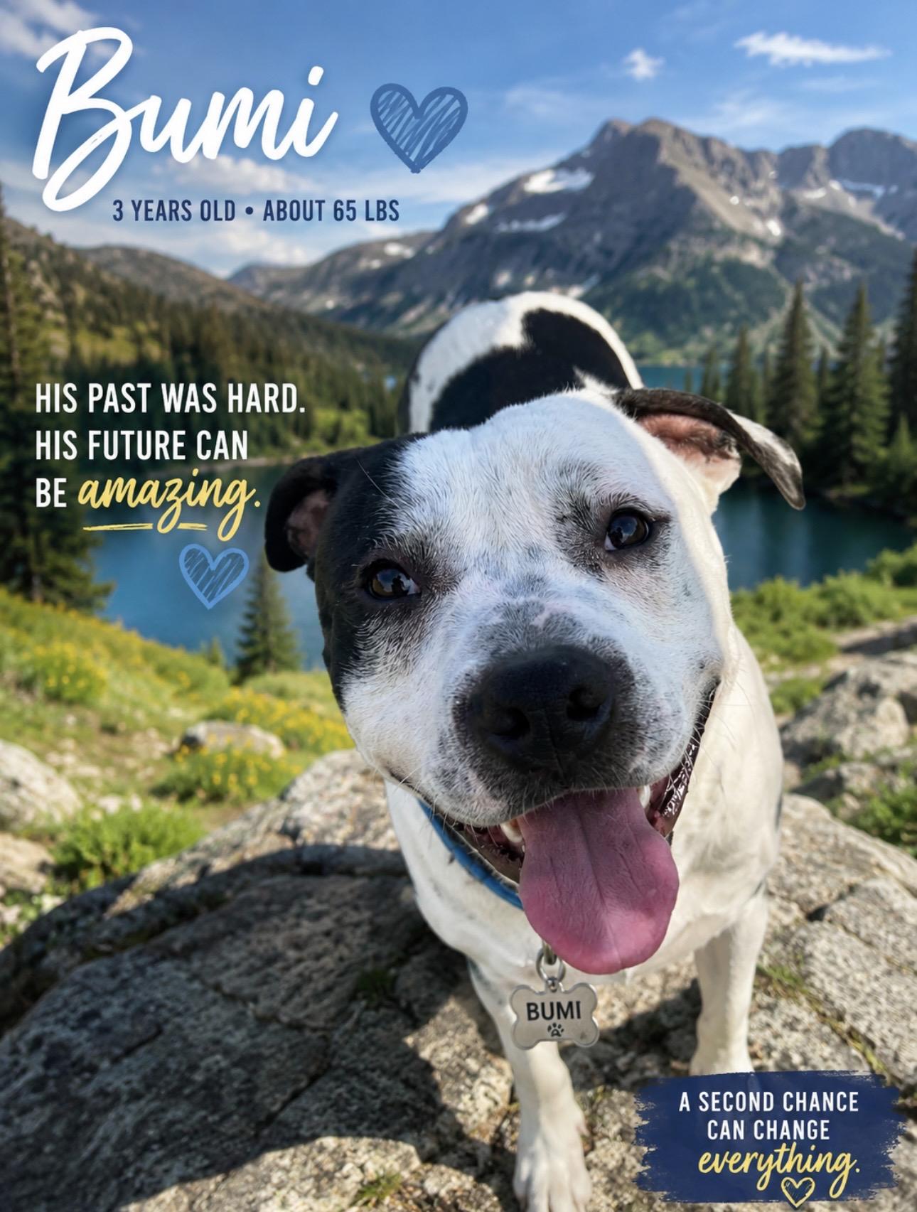 Enlarge Bumi, a Adoptable American Staffordshire Terrier in CUMMING, GA image 5/6