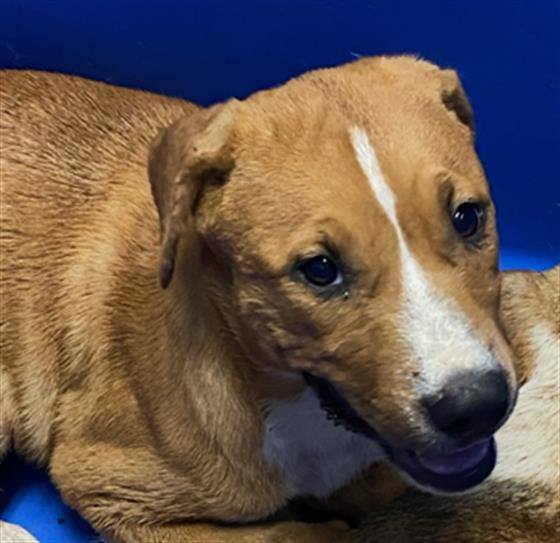 Enlarge Jan -- LONGTIME RESIDENT!, an adoptable Pit Bull Terrier in Bakersfield, CA image 2/3