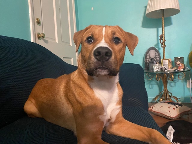 Enlarge Jan -- LONGTIME RESIDENT!, an adoptable Pit Bull Terrier in Bakersfield, CA image 3/3