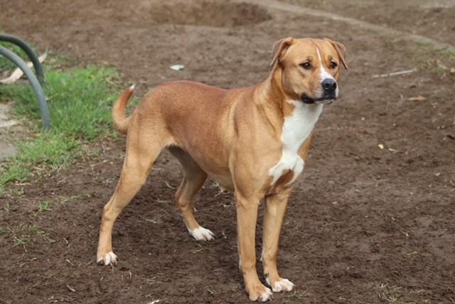 Enlarge Jan -- LONGTIME RESIDENT!, an adoptable Pit Bull Terrier in Bakersfield, CA image 1/3