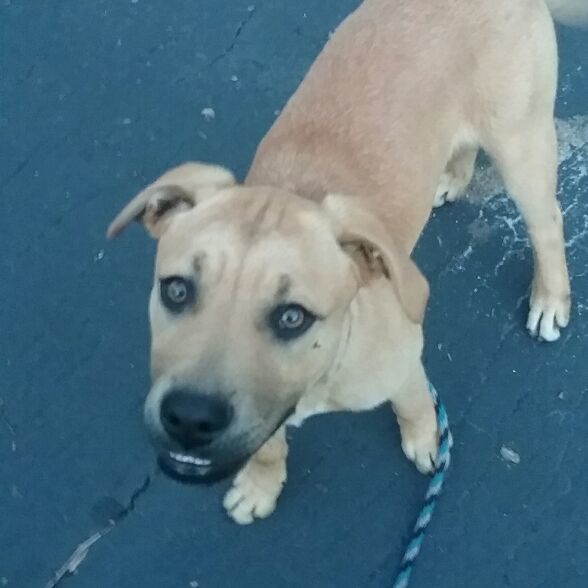 Enlarge Boomer, a Adoptable mixed breed in Westminster, SC image 8/8