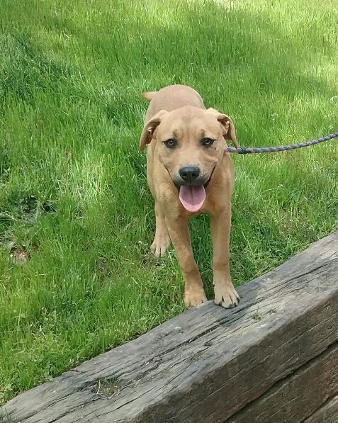 Enlarge Boomer, a Adoptable mixed breed in Westminster, SC image 7/8