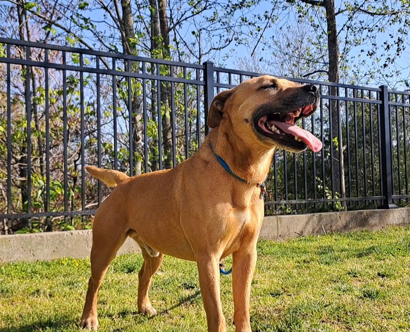 Enlarge Boomer, a Adoptable mixed breed in Westminster, SC image 6/8