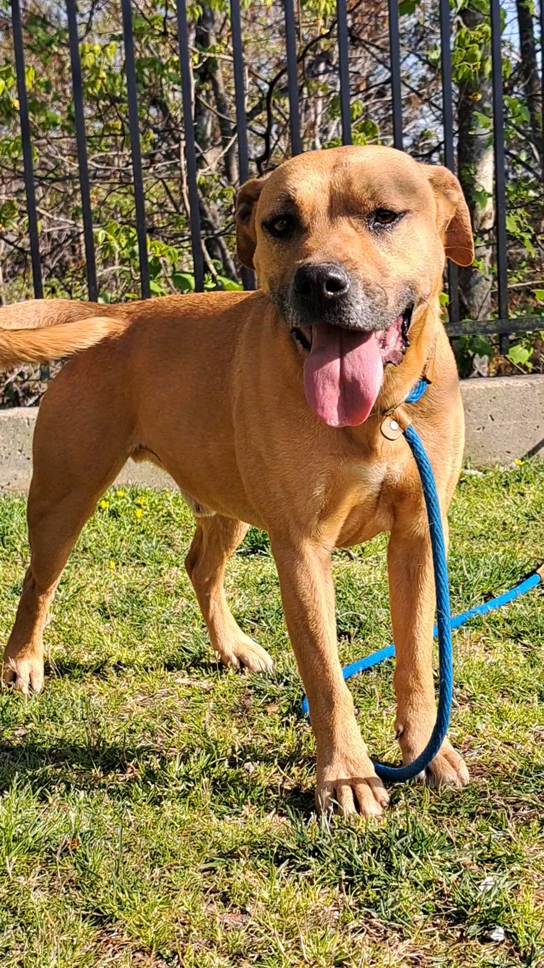 Enlarge Boomer, a Adoptable mixed breed in Westminster, SC image 4/8