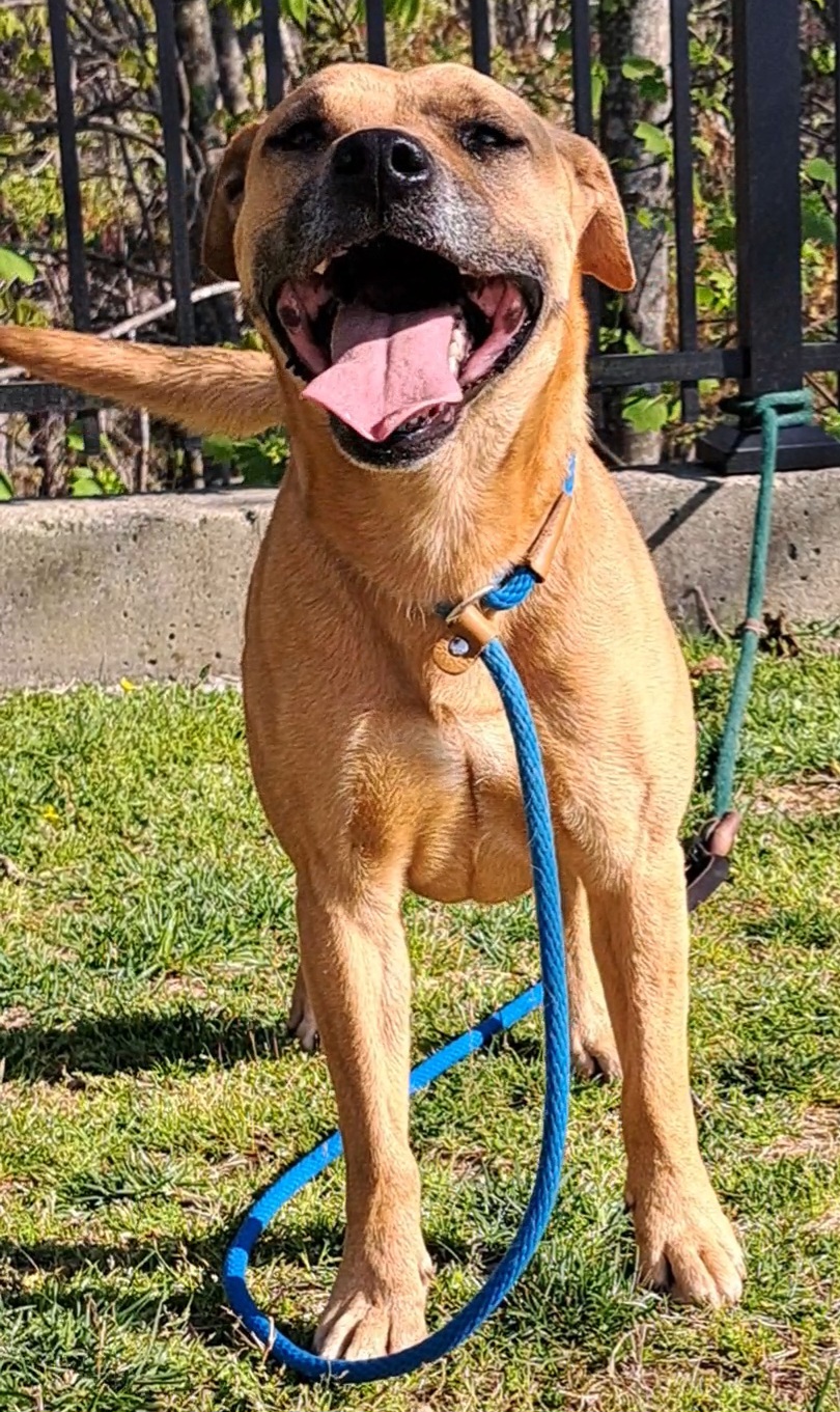 Enlarge Boomer, a Adoptable mixed breed in Westminster, SC image 5/8