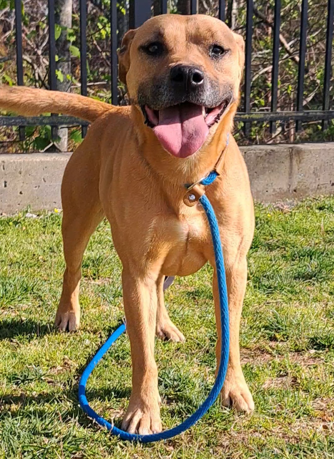 Enlarge Boomer, a Adoptable mixed breed in Westminster, SC image 1/8