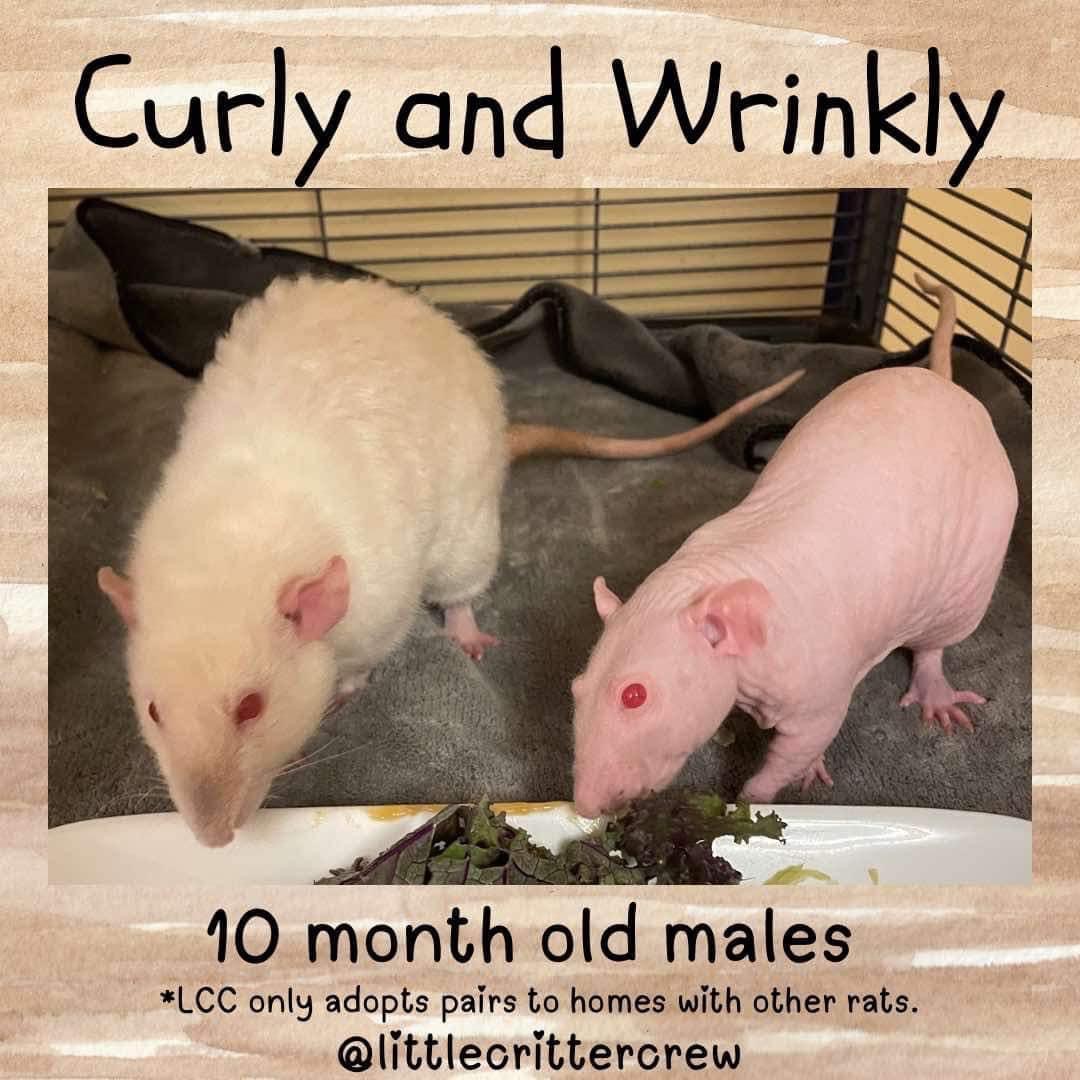 Curly and Wrinkly