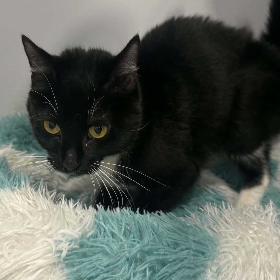 Enlarge Whiskers, a ADOPTABLE American Shorthair in Danbury, CT image 2/4