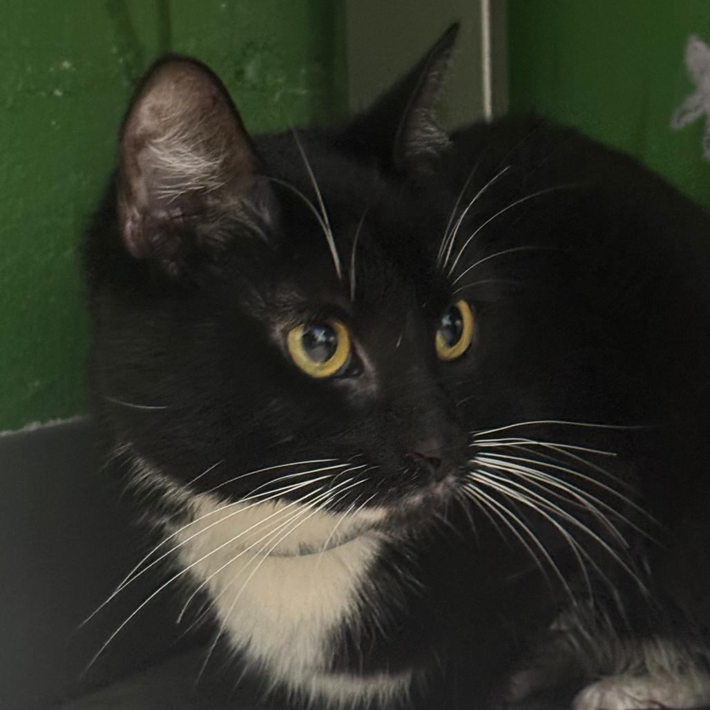 Enlarge Whiskers, a ADOPTABLE American Shorthair in Danbury, CT image 1/4