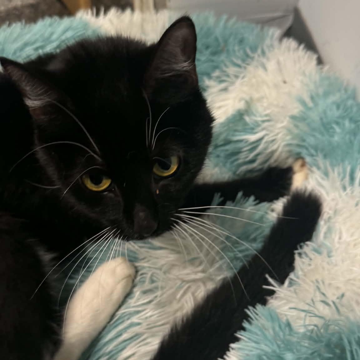 Enlarge Whiskers, a ADOPTABLE American Shorthair in Danbury, CT image 3/4