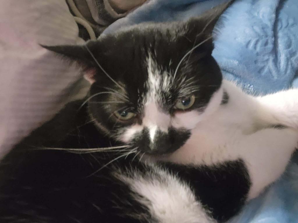 Cora Bell, Adoptable, Adult Female Domestic Short Hair.