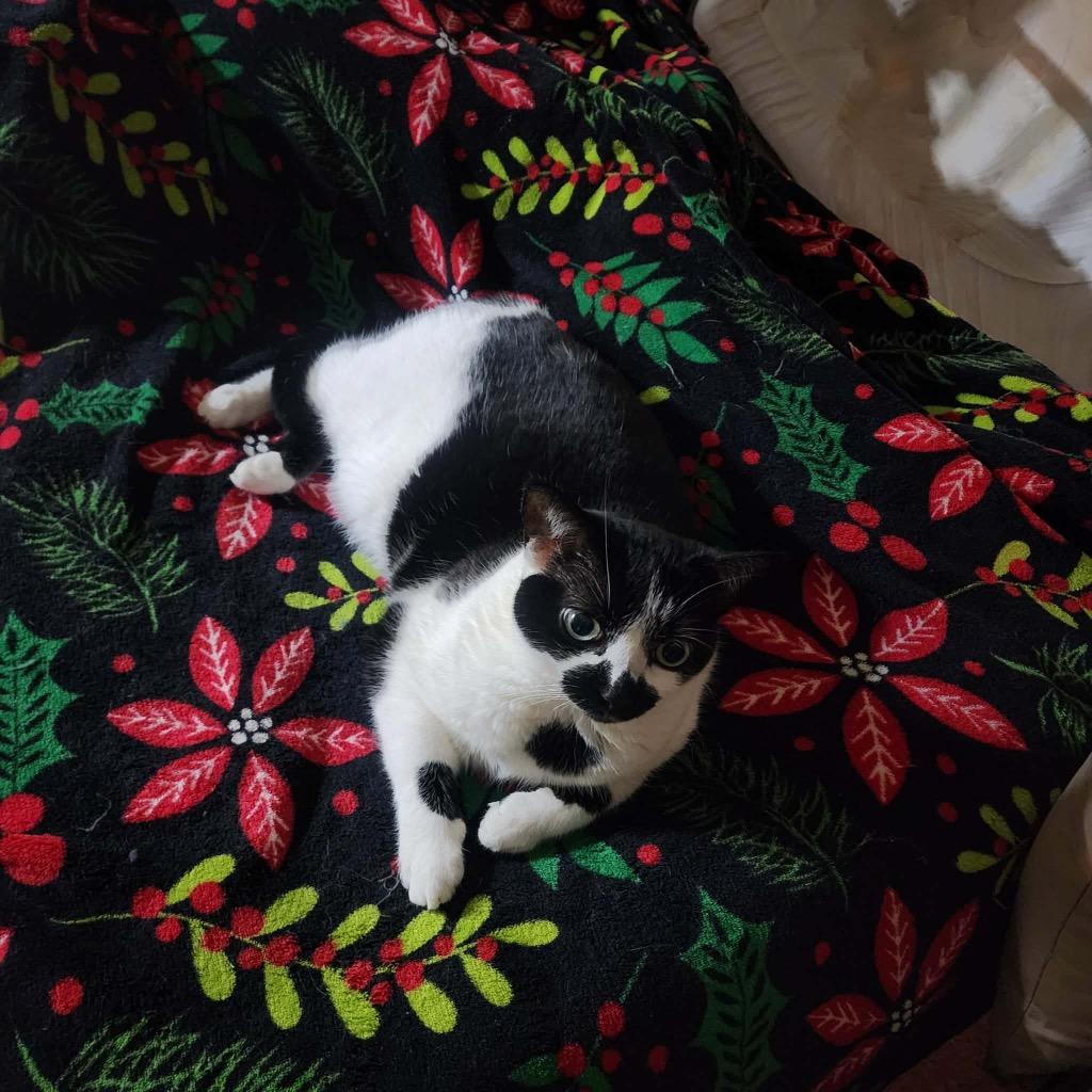 Cora Bell, a Adoptable mixed breed in Syracuse, IN image 2/4