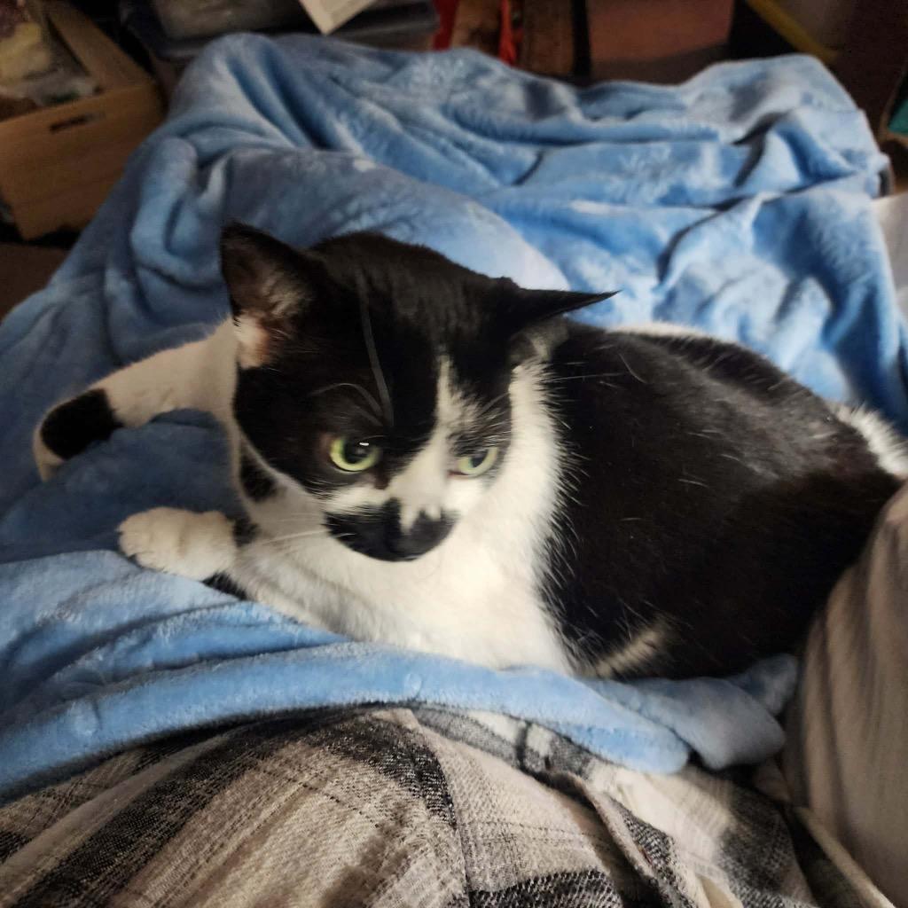 Cora Bell, a Adoptable mixed breed in Syracuse, IN image 3/4