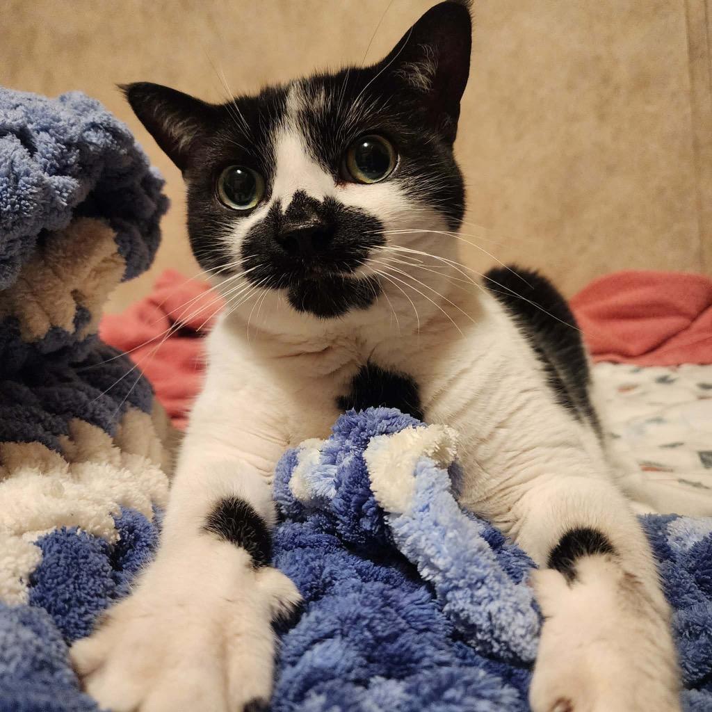 Cora Bell, a Adoptable mixed breed in Syracuse, IN image 4/4