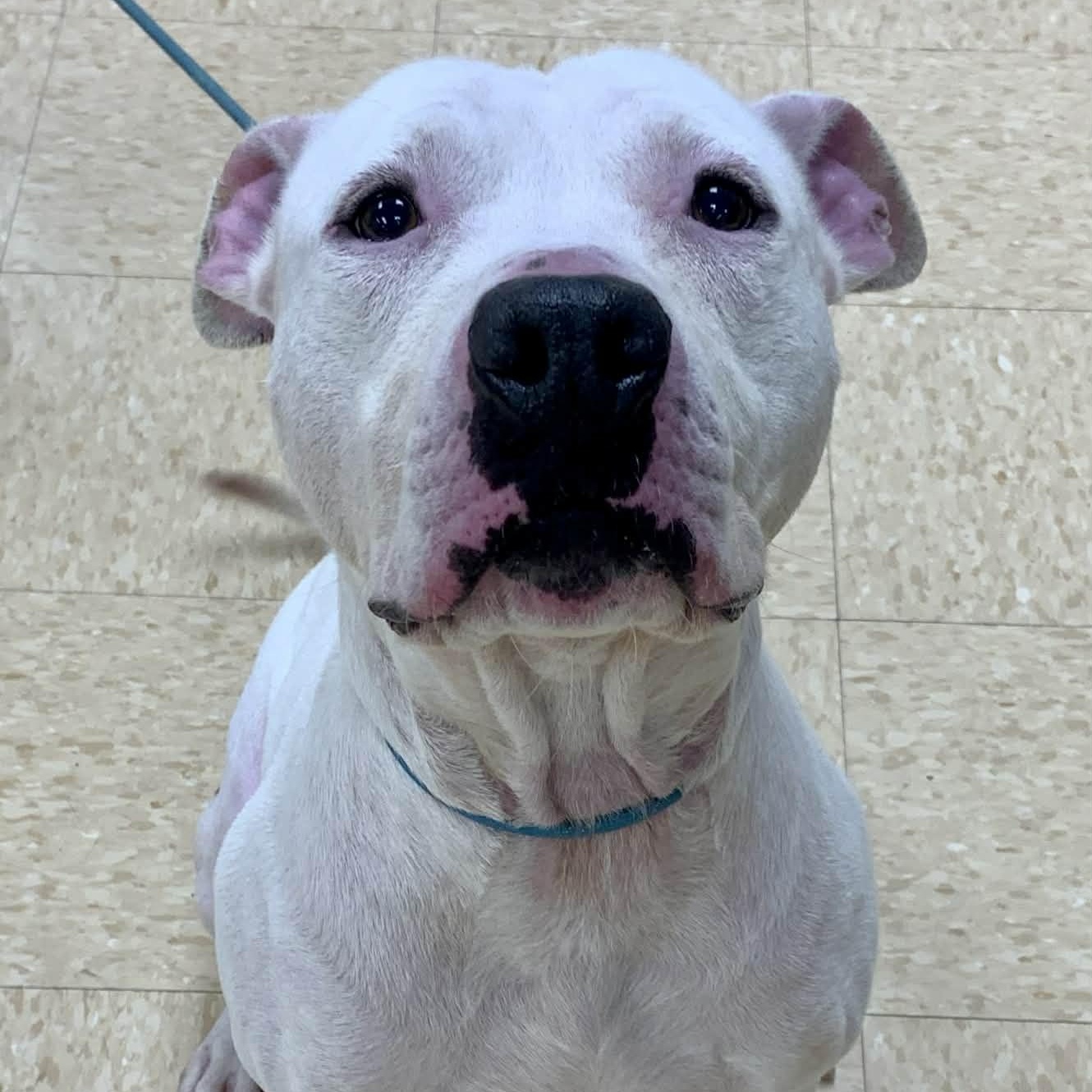 Atlas — thumbnail 2