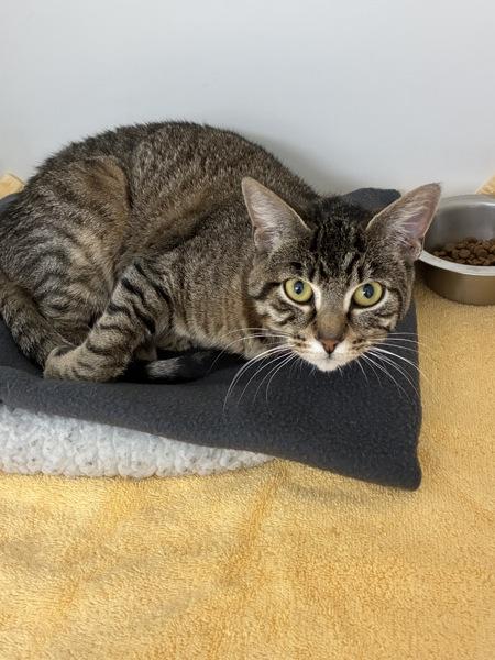 Enlarge Galadriel, a Adoptable mixed breed in Skillman, NJ image 1/5