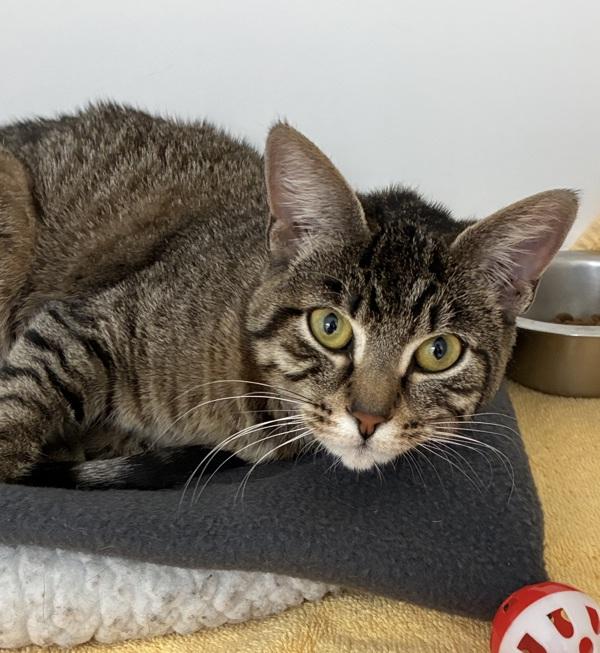 Enlarge Galadriel, a Adoptable mixed breed in Skillman, NJ image 2/5