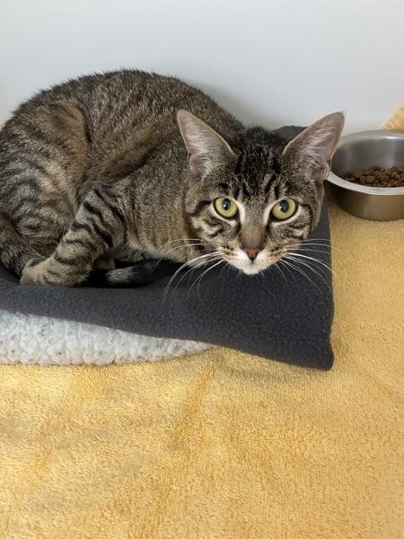 Enlarge Galadriel, a Adoptable mixed breed in Skillman, NJ image 4/5